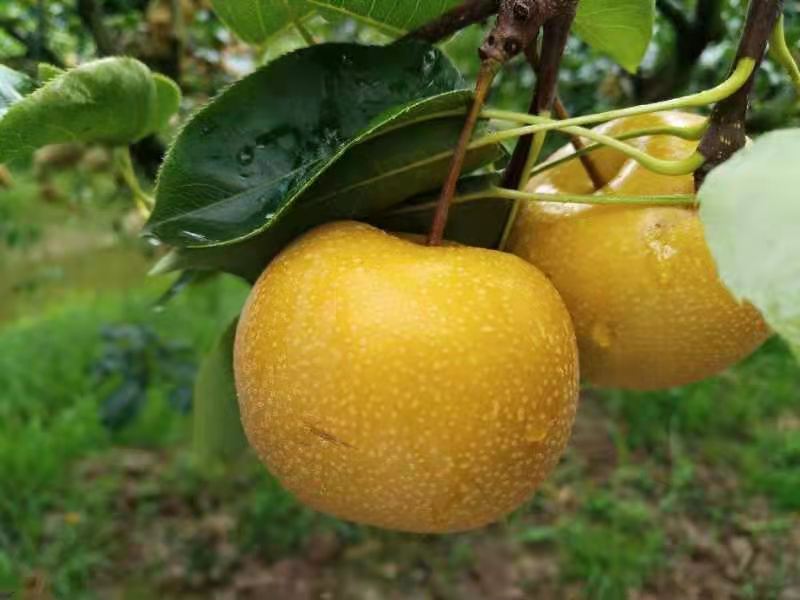 达州市达川区月亮湾种植专业合作社(图4)