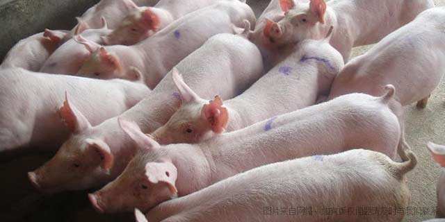  省级龙头企业——四川省丽天牧业有限公司(图3)