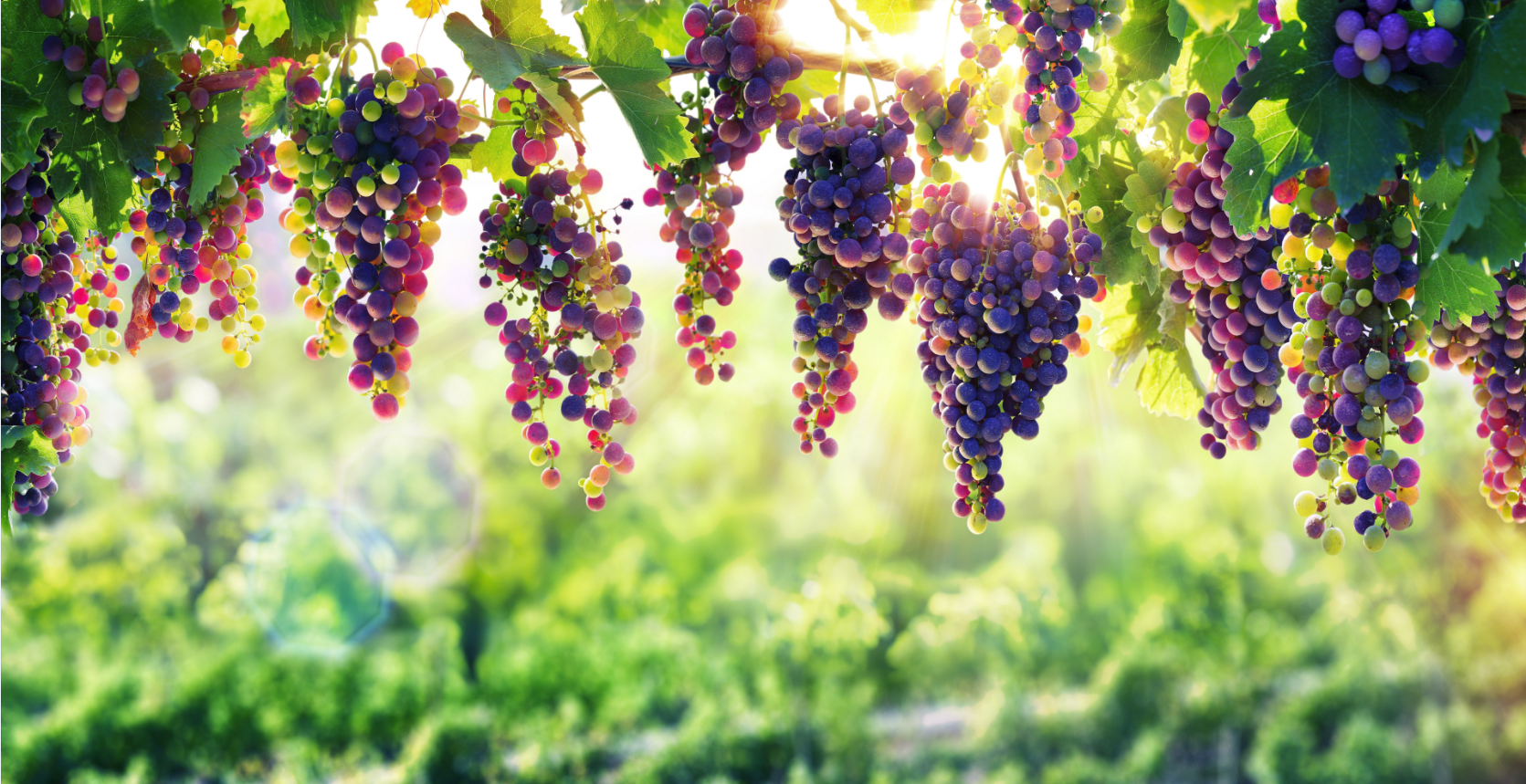  省级龙头企业——四川省丽天牧业有限公司(图7)