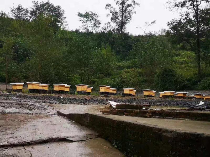 达州市达川区巴人蜜蜂养殖专业合作社(图2)