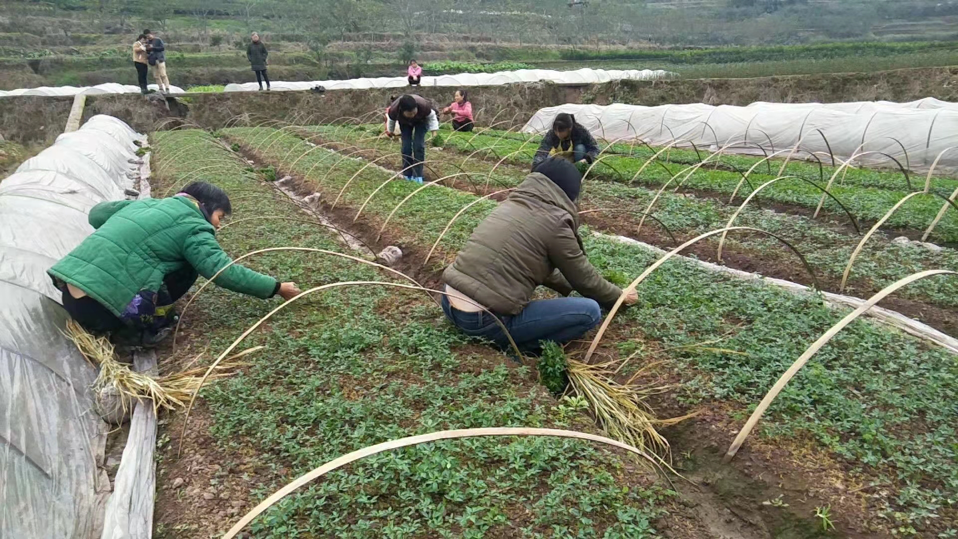 四川辉利农业开发有限公司(图5)