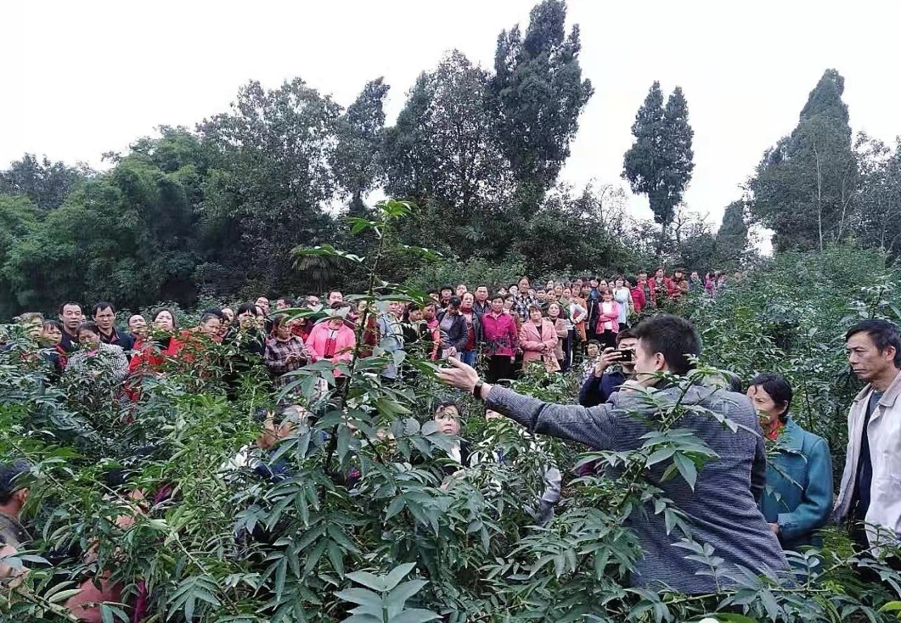 四川辉利农业开发有限公司(图4)