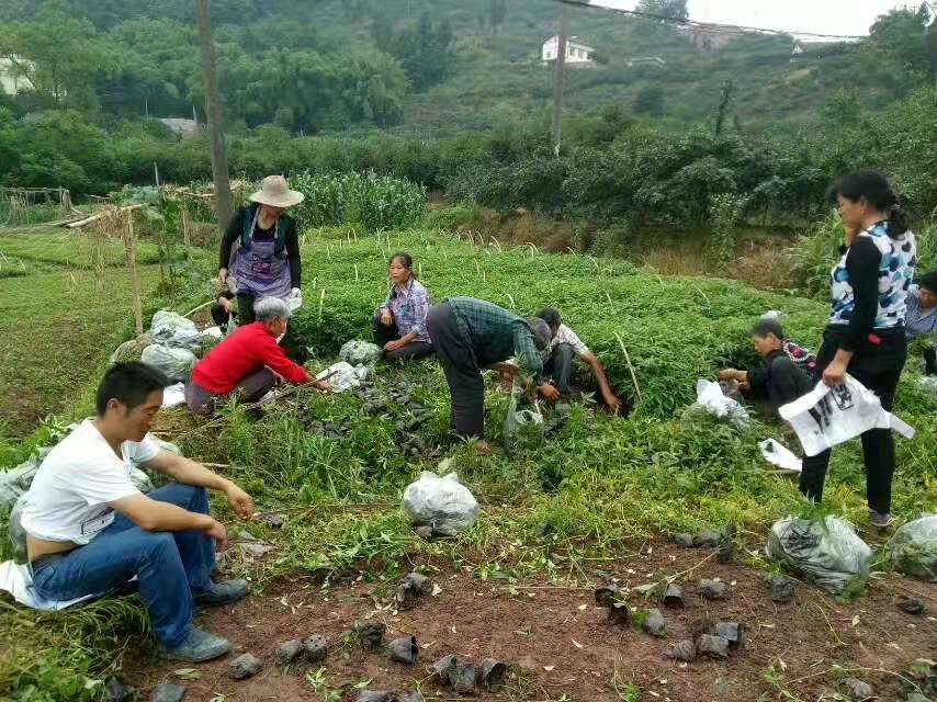 四川辉利农业开发有限公司(图6)