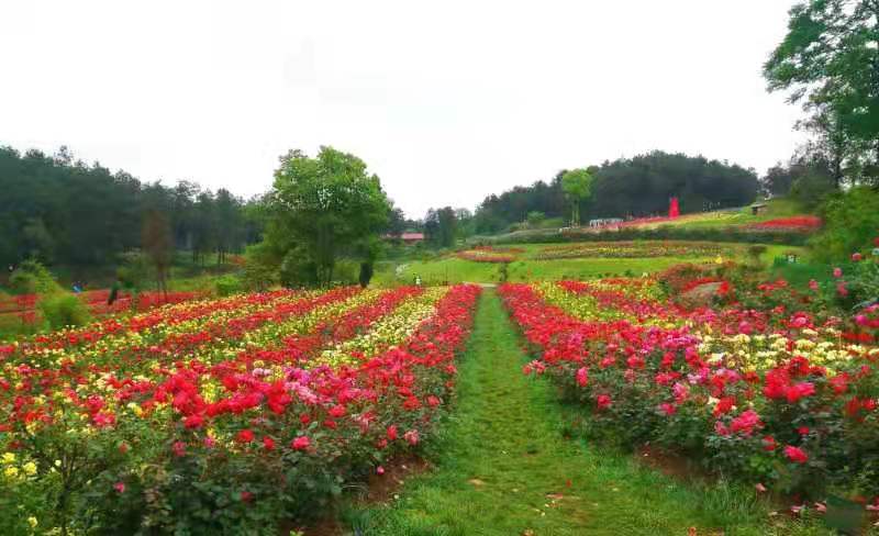 达州市花纤谷农业开发有限公司(图6)