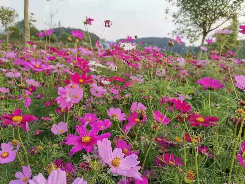 达州市花纤谷农业开发有限公司(图7)