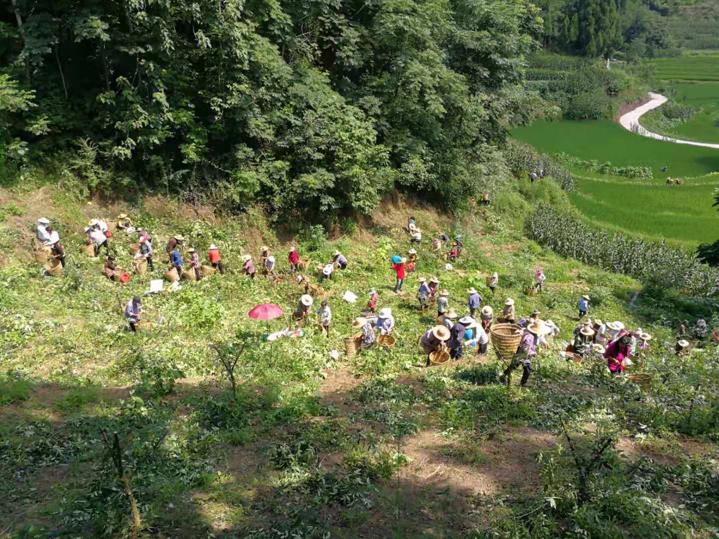 市级龙头企业——四川藤旭农业科技有限公司(图3)