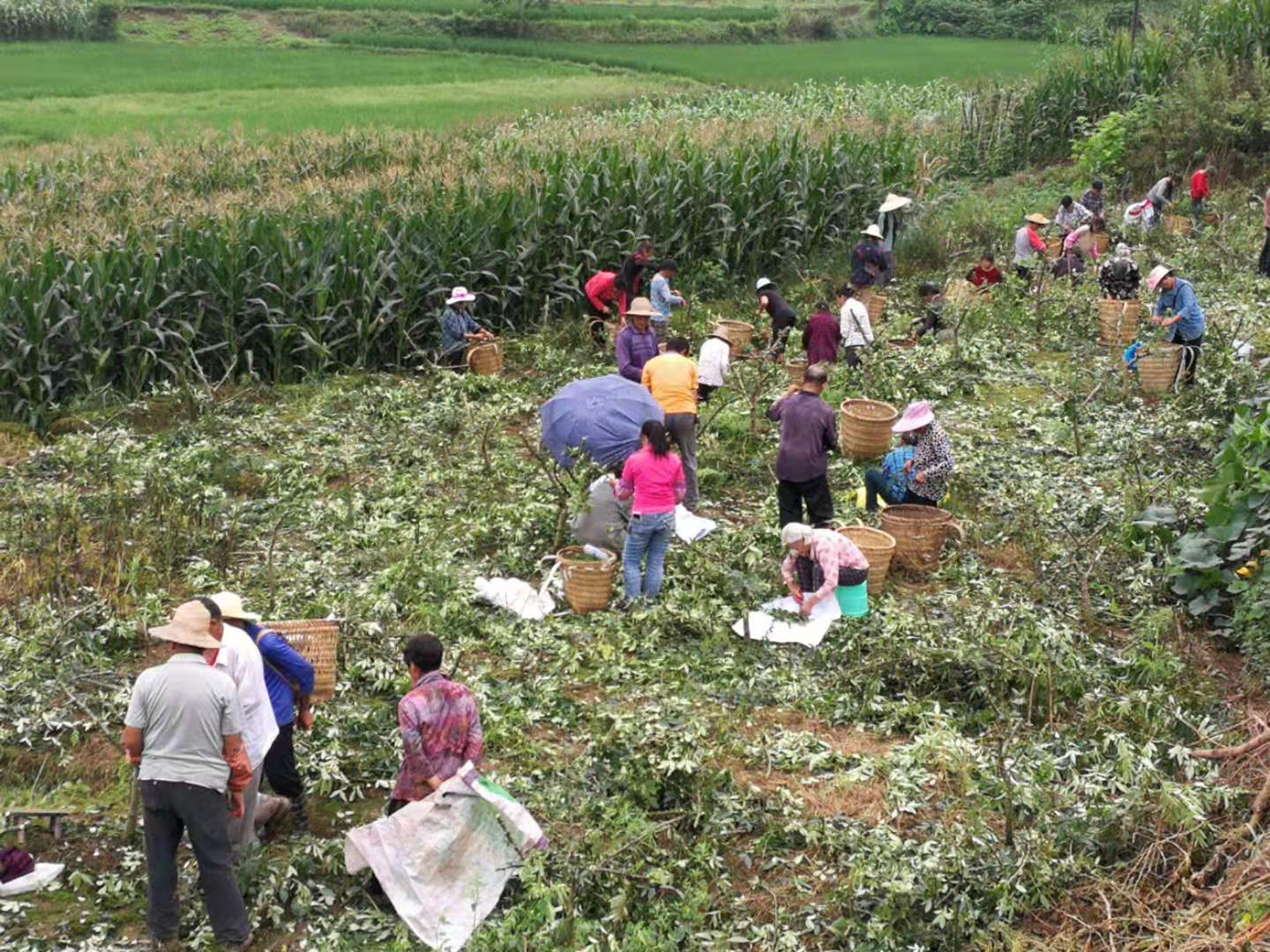 市级龙头企业——四川藤旭农业科技有限公司(图5)