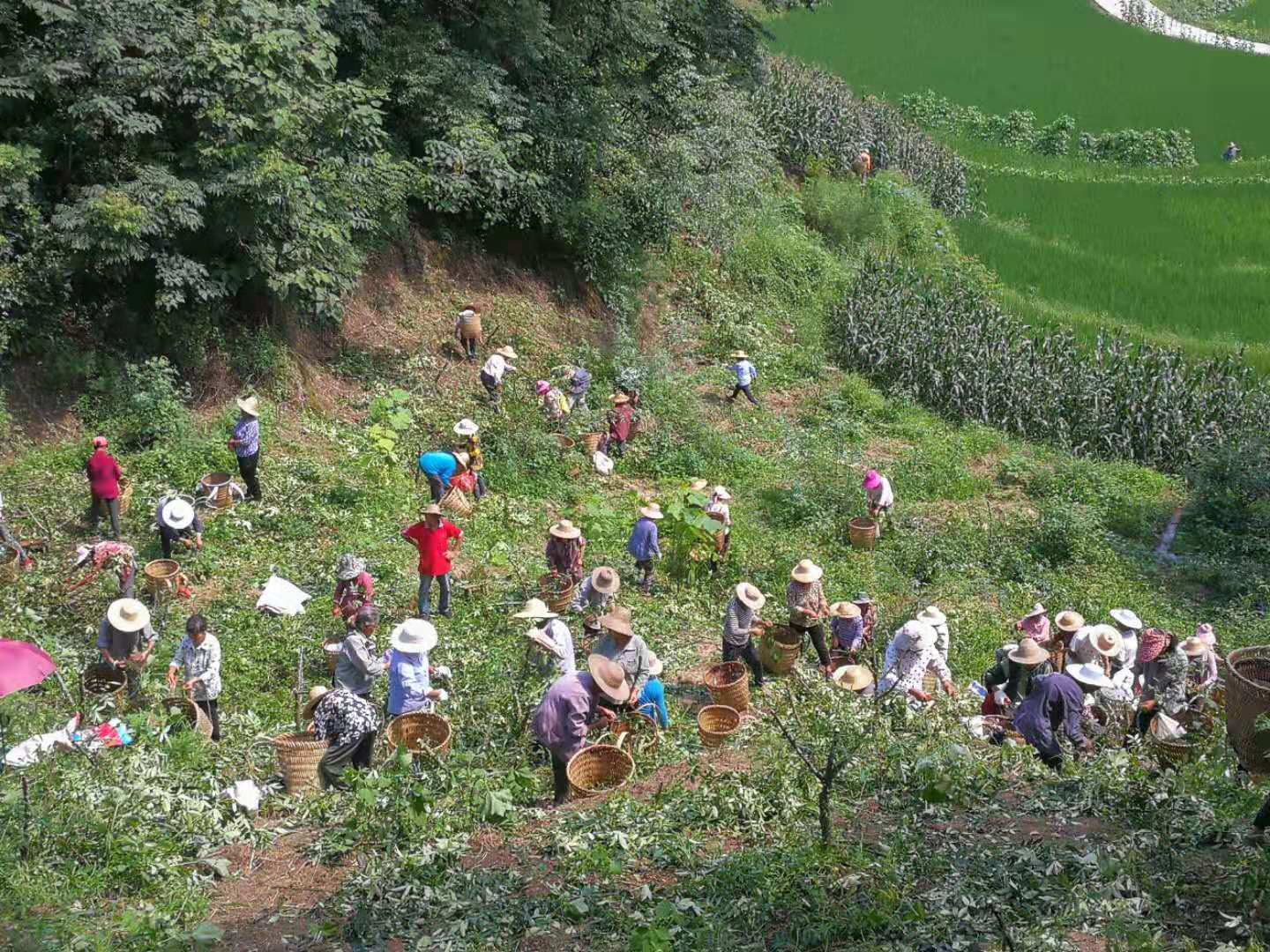 市级龙头企业——四川藤旭农业科技有限公司(图4)