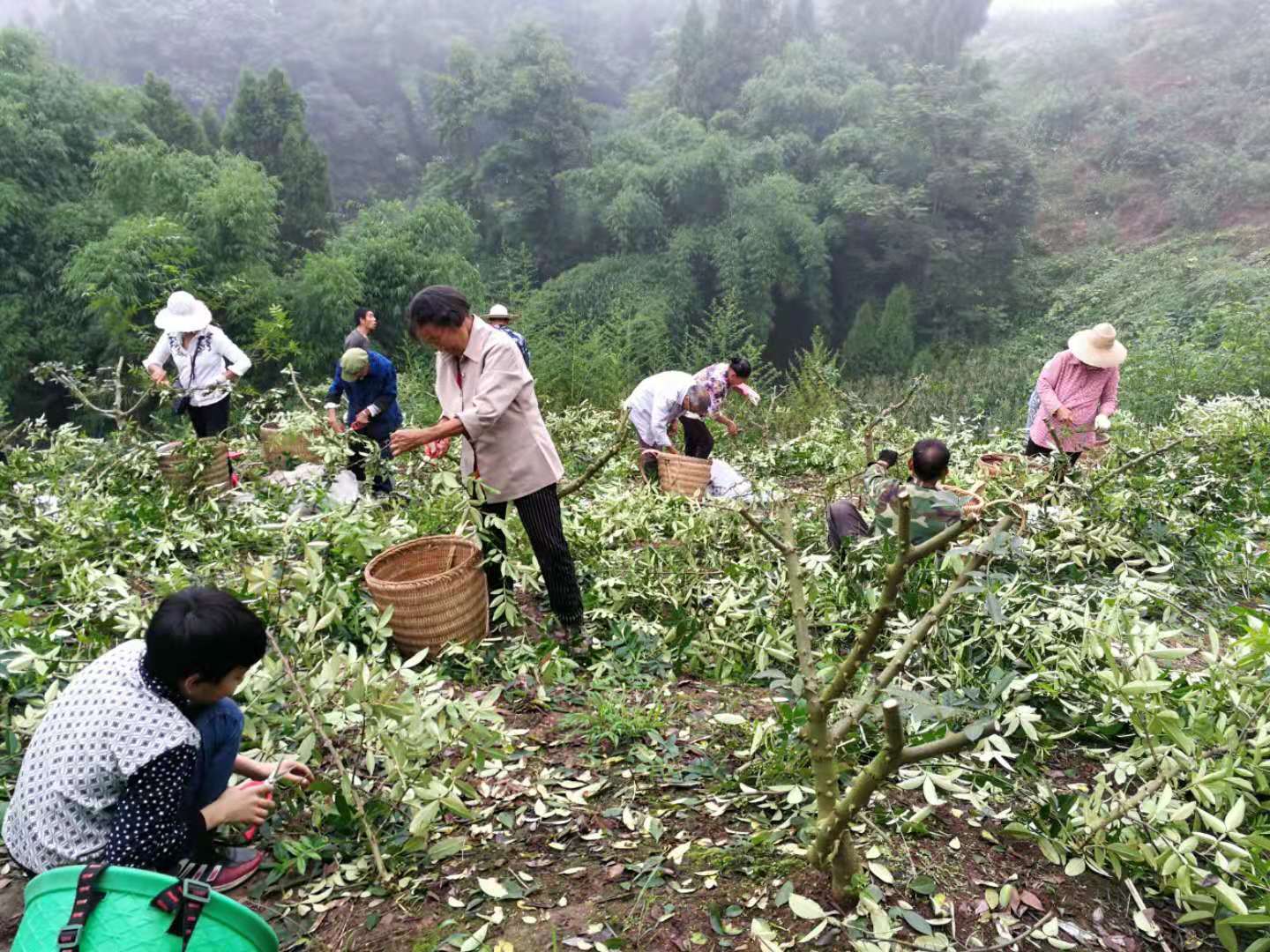 市级龙头企业——四川藤旭农业科技有限公司(图6)