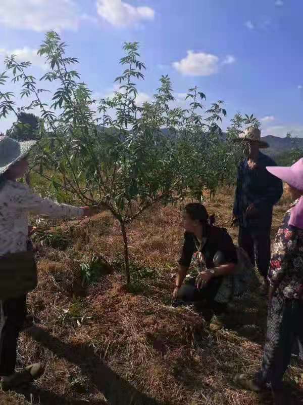 市级龙头企业——四川省冠杰农业科技有限公司(图2)