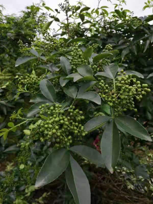 市级龙头企业——四川省冠杰农业科技有限公司(图6)