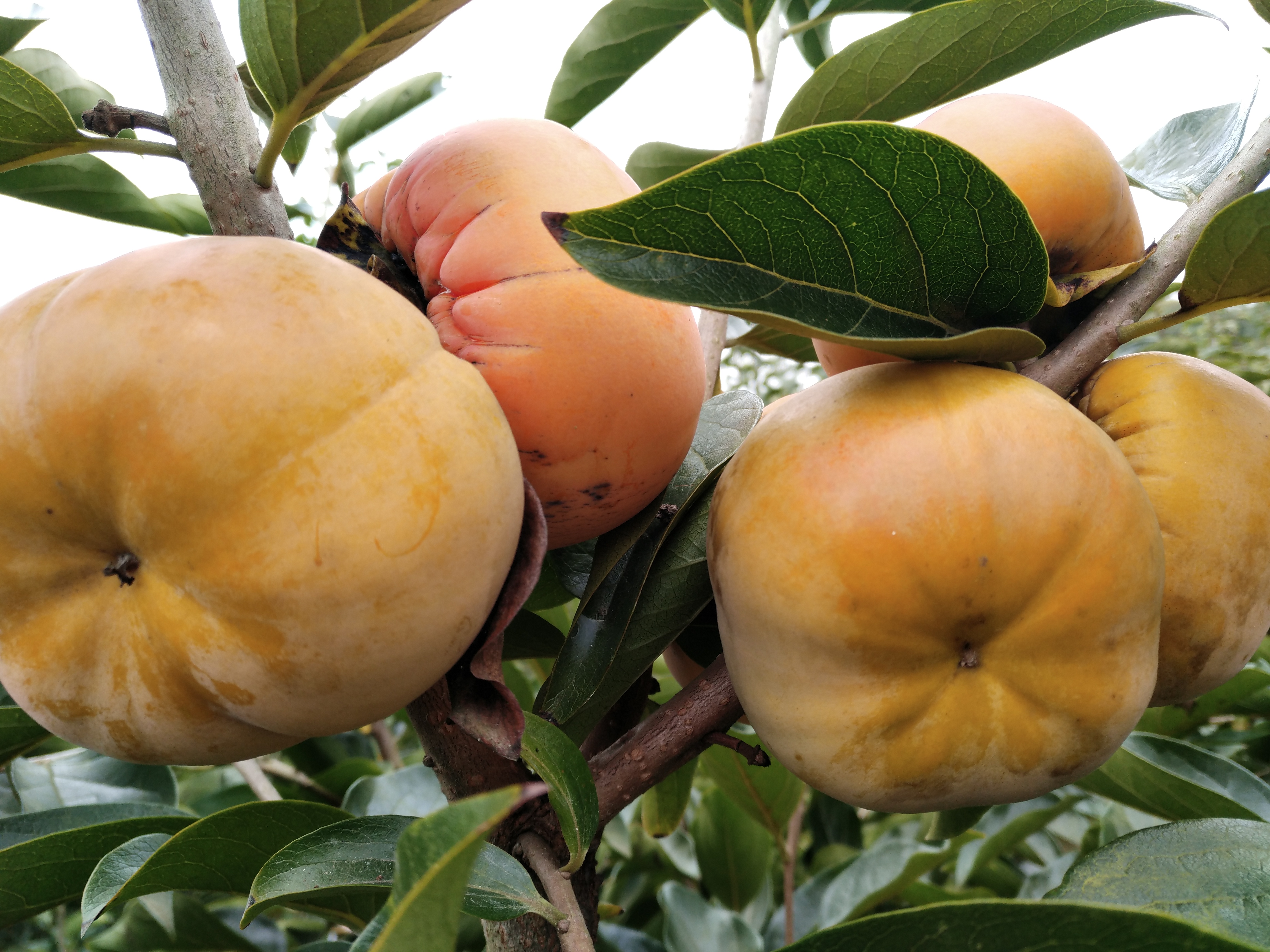 达州市达川区芬芳家庭农场(图5)