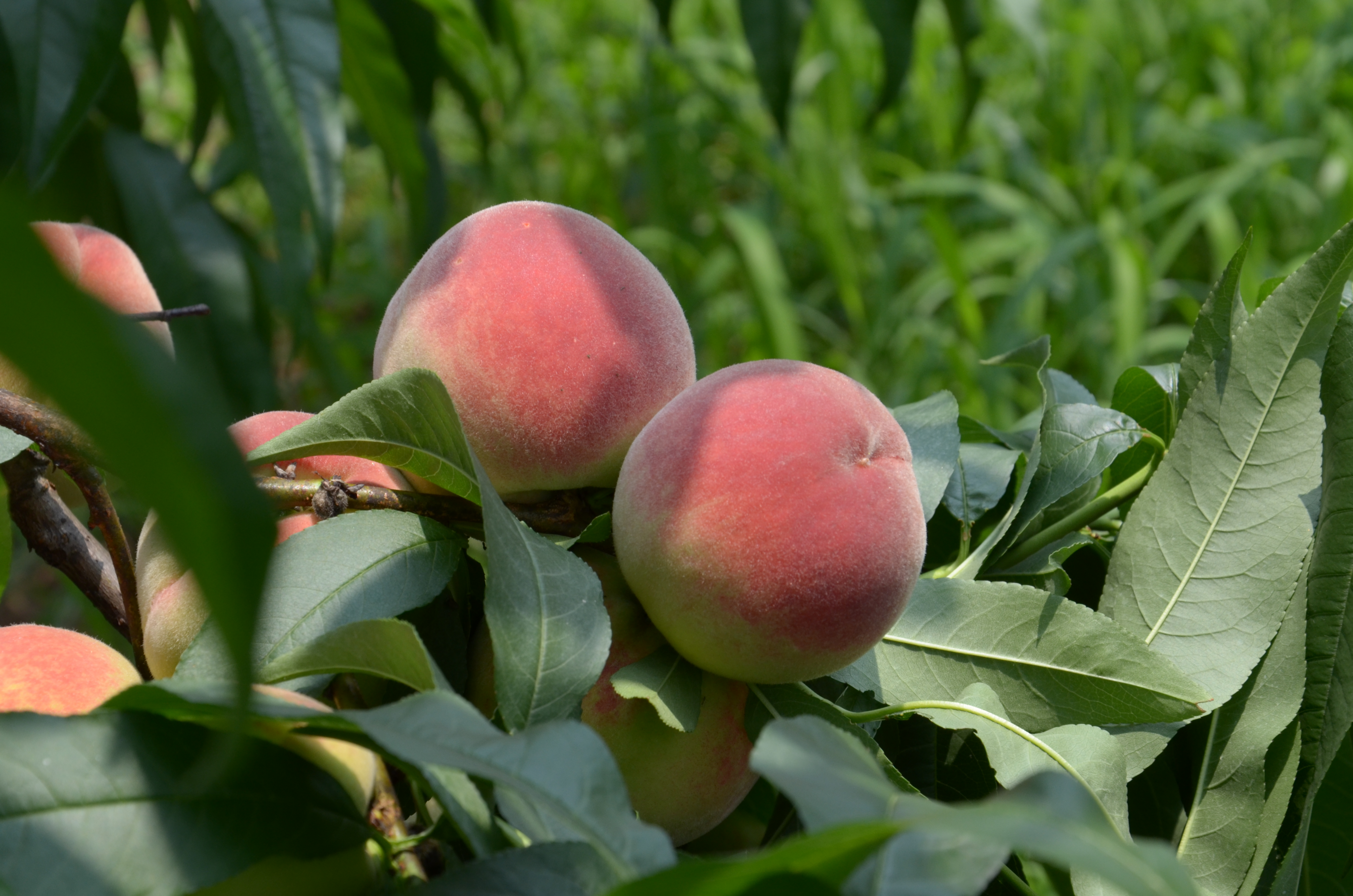 达州市达川区芬芳家庭农场(图3)