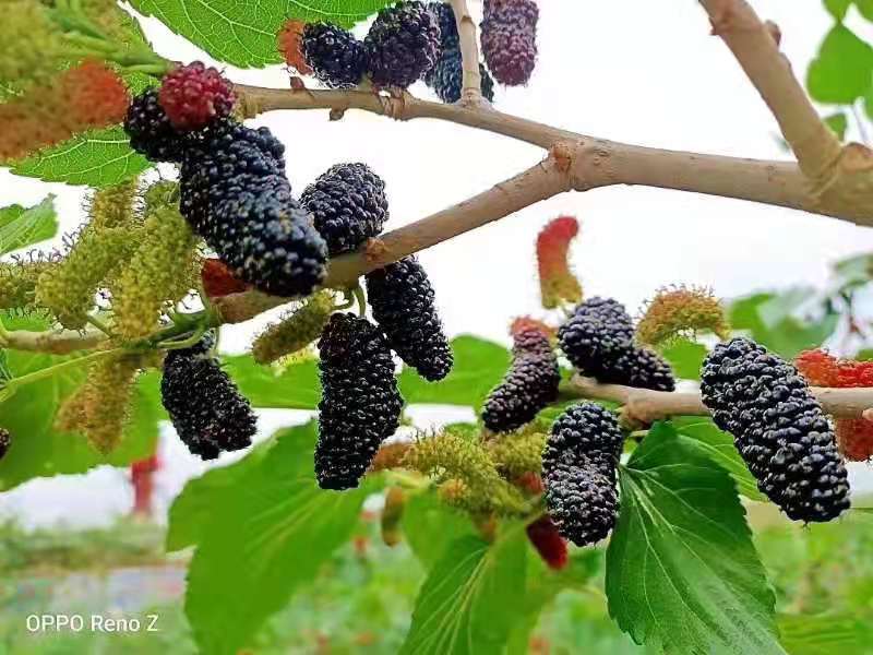 市级龙头企业——达州市瑞福农业开发有限公司(图2)