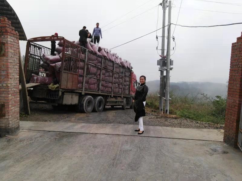 龙头企业——达州市启云农业科技有限公司(图6)