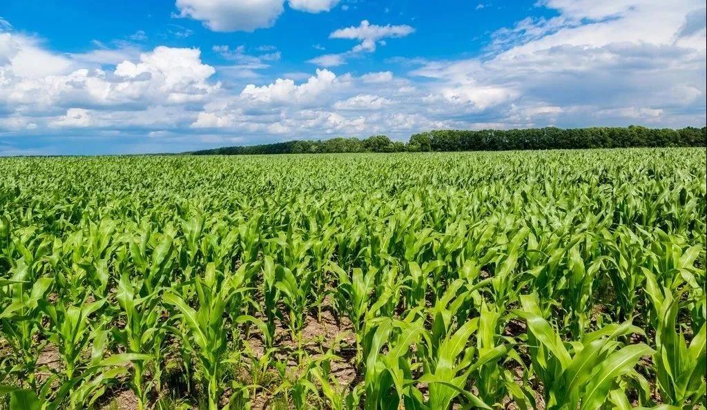 一定注意!种植春玉米,这些病虫害防治方法你得会(图1) 一定注意!种植春玉米,这些病虫害防治方法你得会(图1)