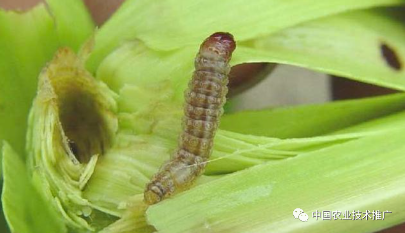 一定注意!种植春玉米,这些病虫害防治方法你得会(图2) 一定注意!种植春玉米,这些病虫害防治方法你得会(图2)