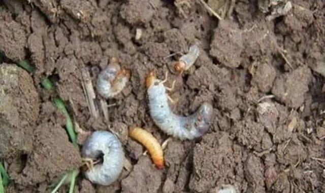 一定注意!种植春玉米,这些病虫害防治方法你得会(图3) 一定注意!种植春玉米,这些病虫害防治方法你得会(图3)