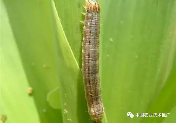 一定注意!种植春玉米,这些病虫害防治方法你得会(图4) 一定注意!种植春玉米,这些病虫害防治方法你得会(图4)