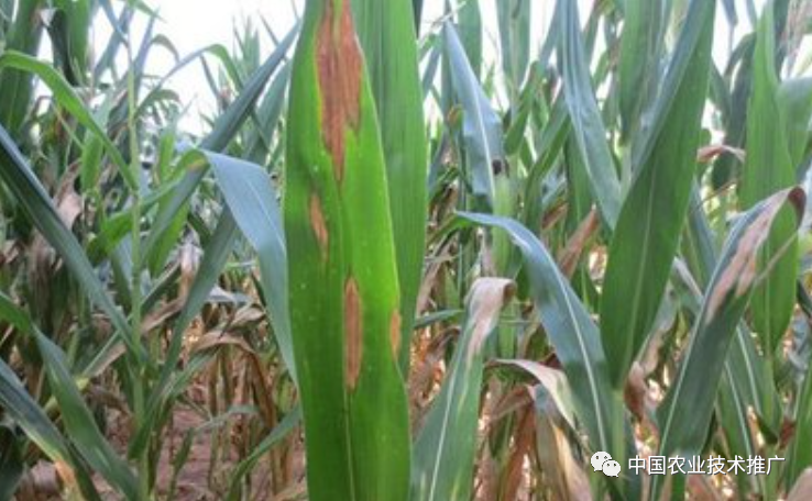 一定注意!种植春玉米,这些病虫害防治方法你得会(图5) 一定注意!种植春玉米,这些病虫害防治方法你得会(图5)