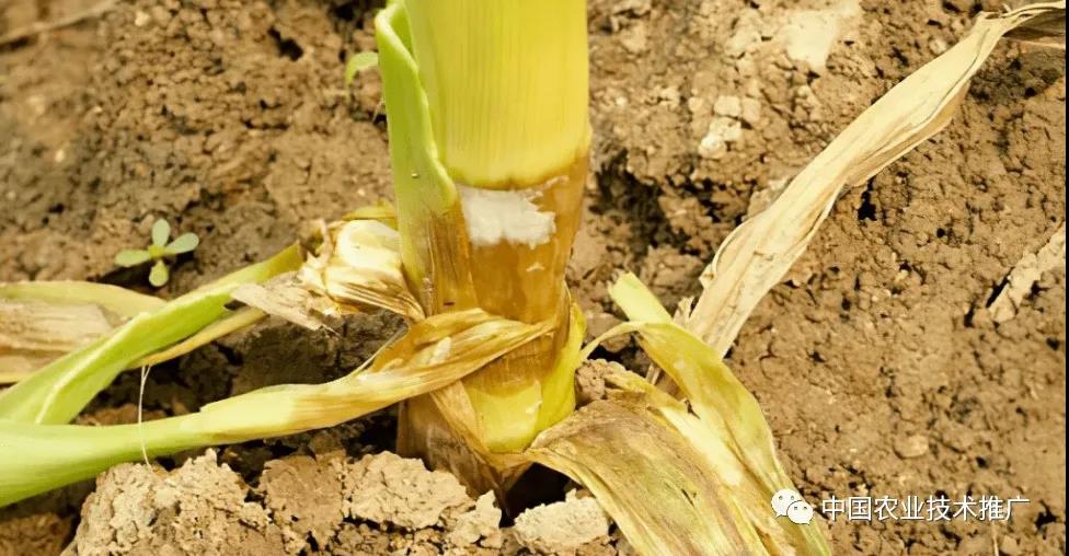 一定注意!种植春玉米,这些病虫害防治方法你得会(图6) 一定注意!种植春玉米,这些病虫害防治方法你得会(图6)