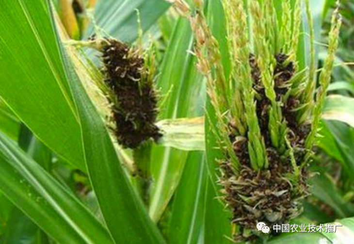 一定注意!种植春玉米,这些病虫害防治方法你得会(图7) 一定注意!种植春玉米,这些病虫害防治方法你得会(图7)