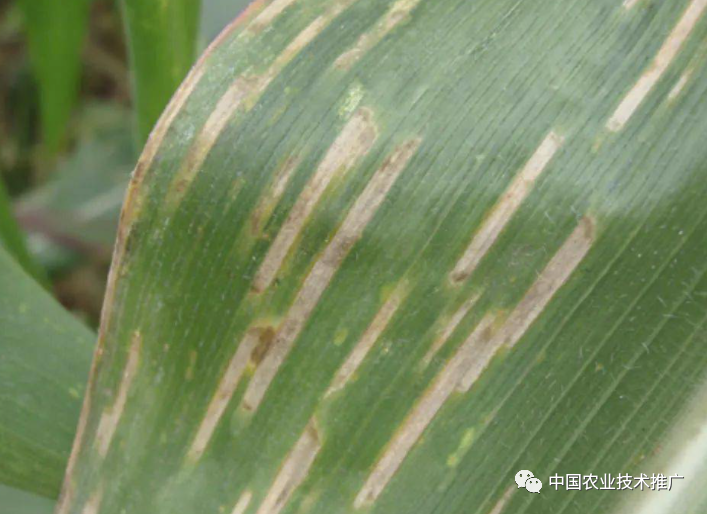 一定注意!种植春玉米,这些病虫害防治方法你得会(图8) 一定注意!种植春玉米,这些病虫害防治方法你得会(图8)