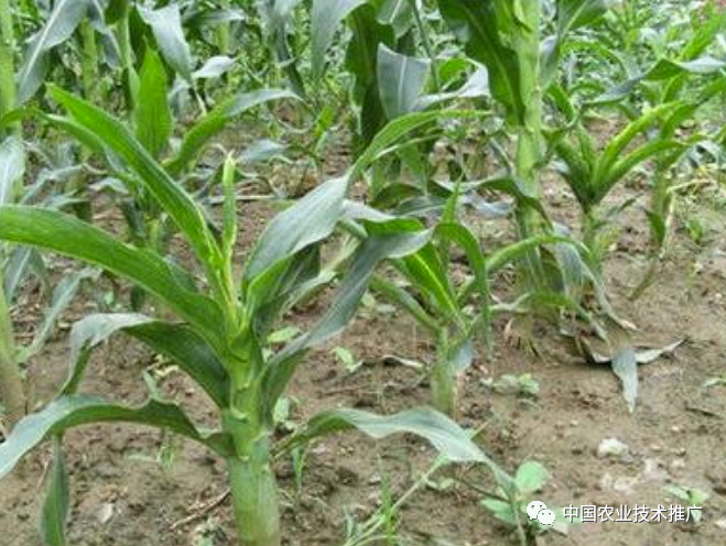 一定注意!种植春玉米,这些病虫害防治方法你得会(图9) 一定注意!种植春玉米,这些病虫害防治方法你得会(图9)