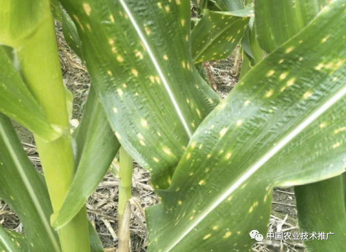一定注意!种植春玉米,这些病虫害防治方法你得会(图10) 一定注意!种植春玉米,这些病虫害防治方法你得会(图10)