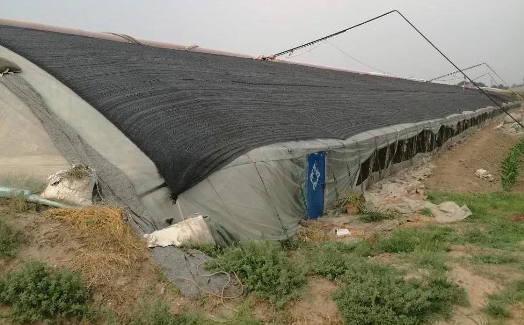热热热！夏季大棚“降温”，送您7个诀窍！(图1)