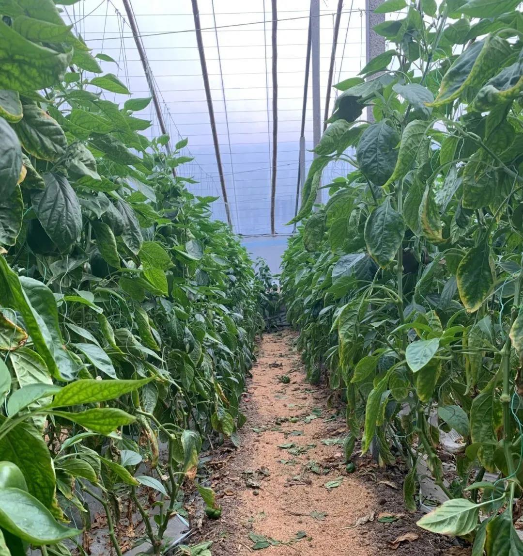 热热热！夏季大棚“降温”，送您7个诀窍！(图2)