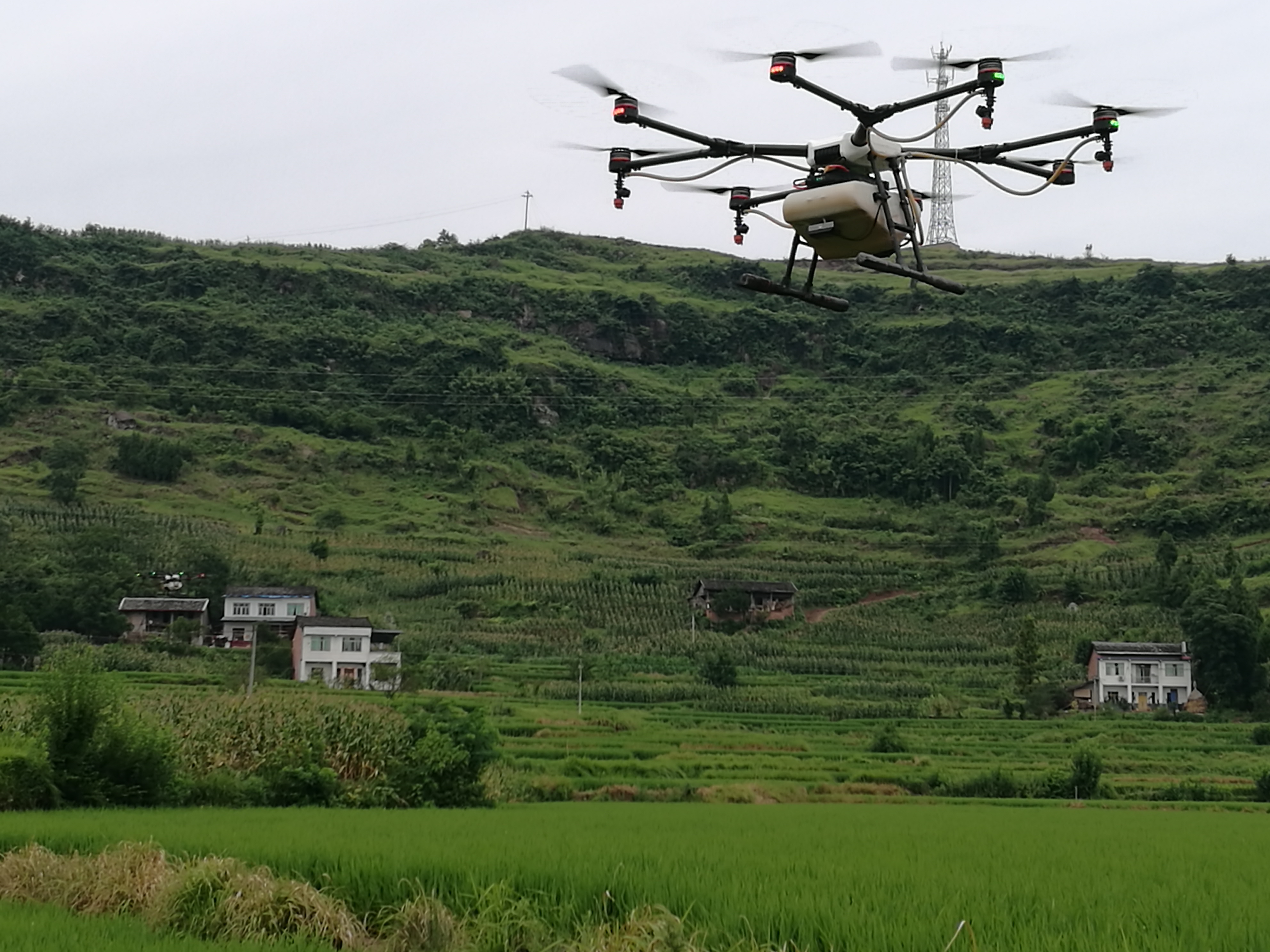 达川区2021年水稻中后期病虫发生趋势 及防治技术要点(图1)