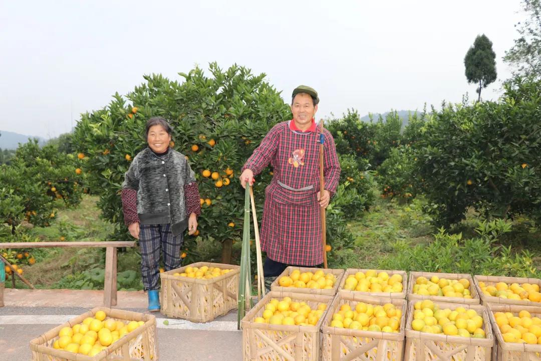 赵家镇桂花村：柑橘铺就致富路(图1)