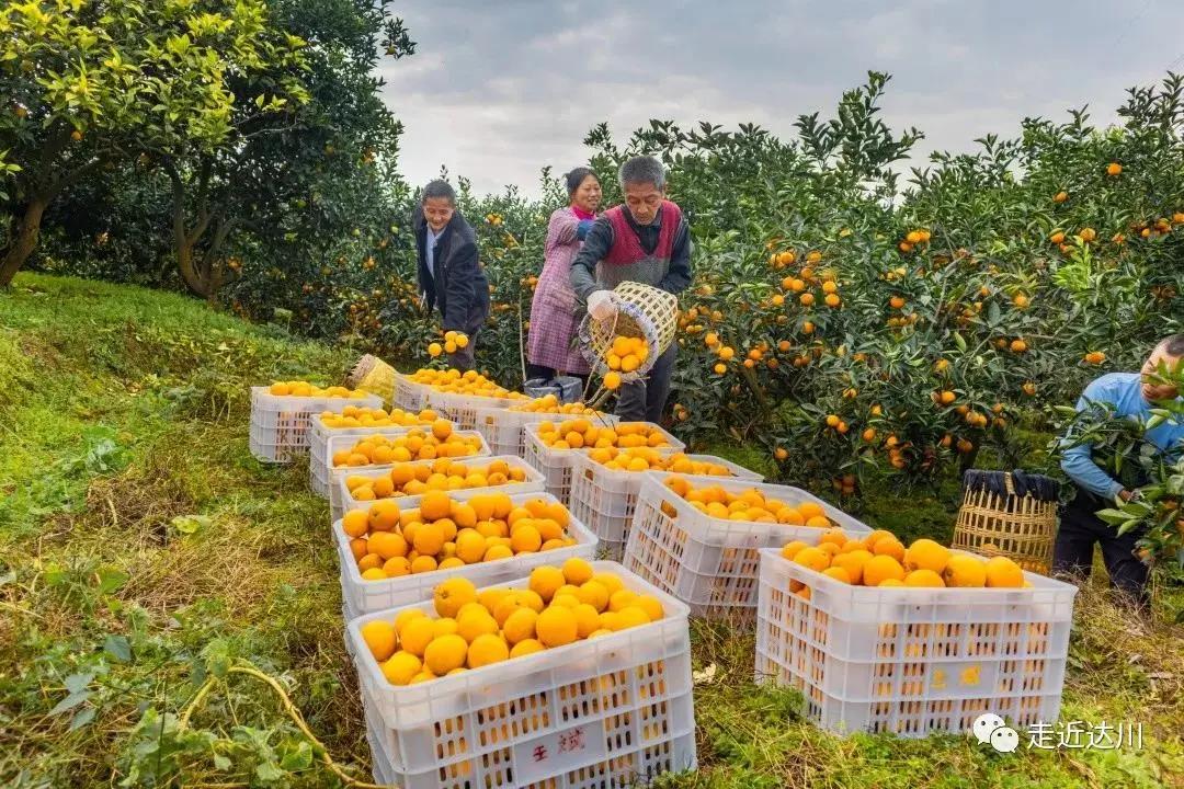 赵家镇桂花村：柑橘铺就致富路(图2)