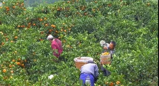 赵家镇桂花村：柑橘铺就致富路(图3)