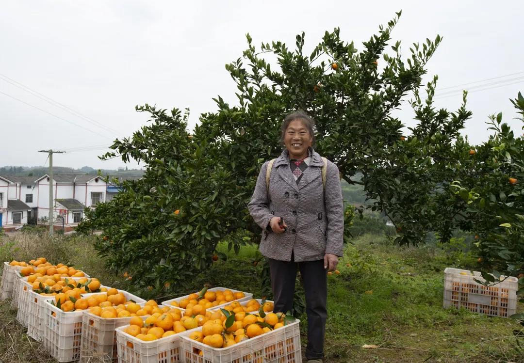 赵家镇桂花村：柑橘铺就致富路(图4)