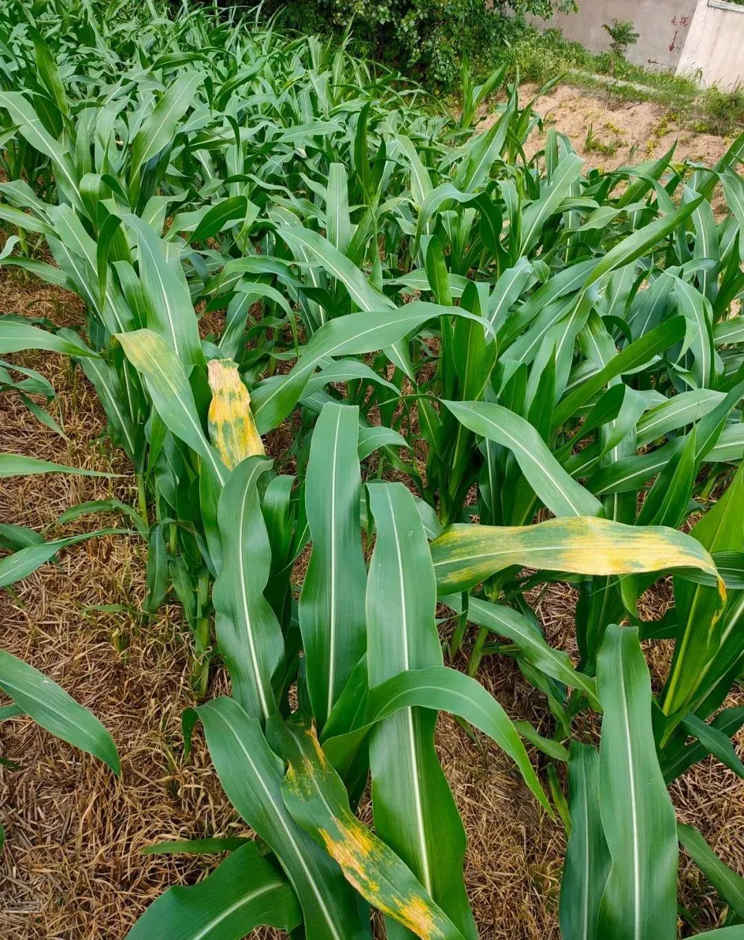 2-210ZF95A0c5.jpg 2-210ZF95A0c5.jpg