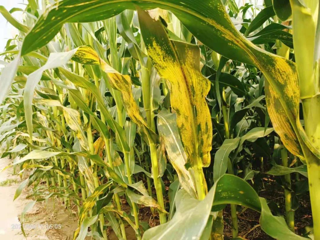 2-210ZF95I2460.jpg 2-210ZF95I2460.jpg