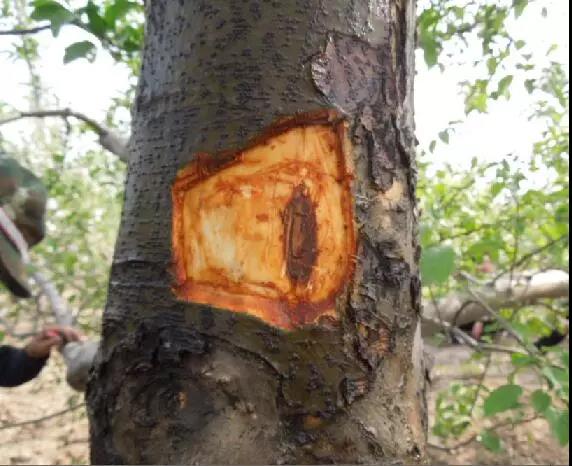 果树清园,非常重要!怎么清园?必须知道,真的有技巧!(图1) 果树清园,非常重要!怎么清园?必须知道,真的有技巧!(图1)