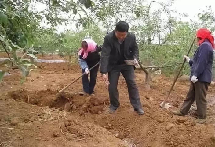 果树清园,非常重要!怎么清园?必须知道,真的有技巧!(图2) 果树清园,非常重要!怎么清园?必须知道,真的有技巧!(图2)