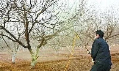果树清园,非常重要!怎么清园?必须知道,真的有技巧!(图3) 果树清园,非常重要!怎么清园?必须知道,真的有技巧!(图3)