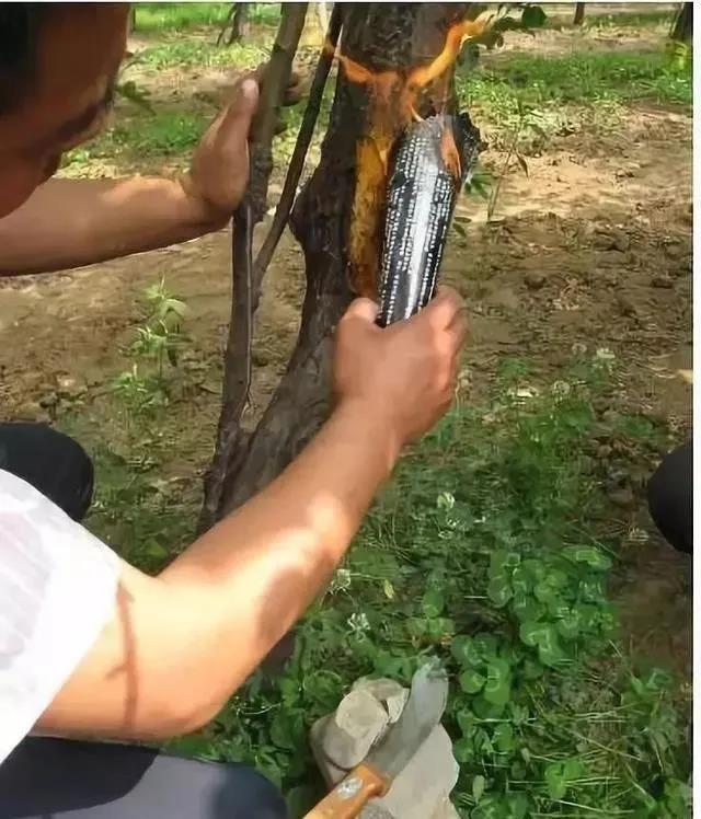 农业技术 | 果树冬季为什么要刮皮?原来好处有很多!哪些树不能刮皮?(图1) 农业技术 | 果树冬季为什么要刮皮?原来好处有很多!哪些树不能刮皮?(图1)