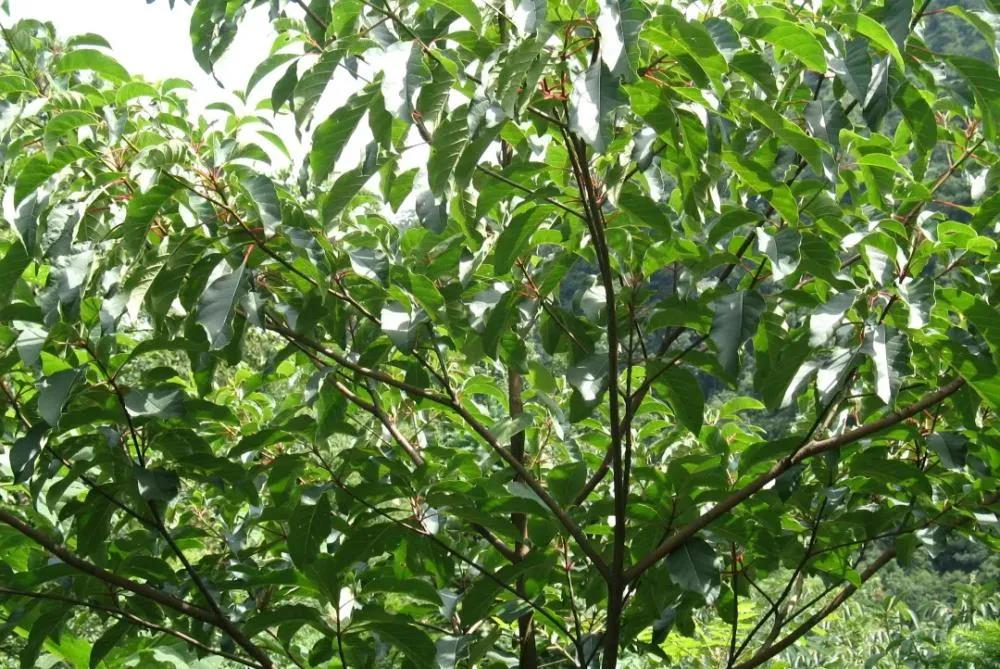 农业技术 | 果树冻害的预防方法(图1) 农业技术 | 果树冻害的预防方法(图1)